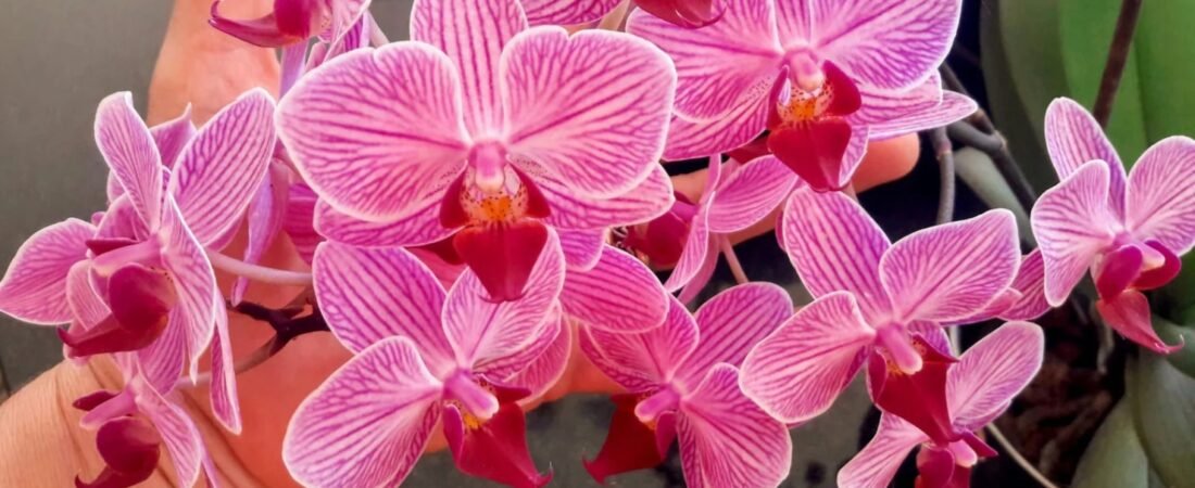 Guia Prático para Cultivar Orquídeas