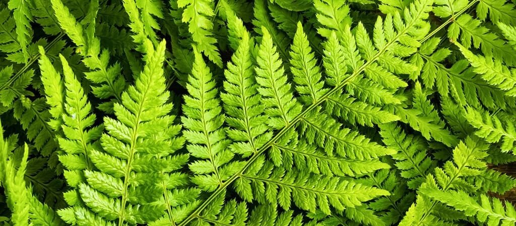 Como lidar com lagartas em sua samambaia